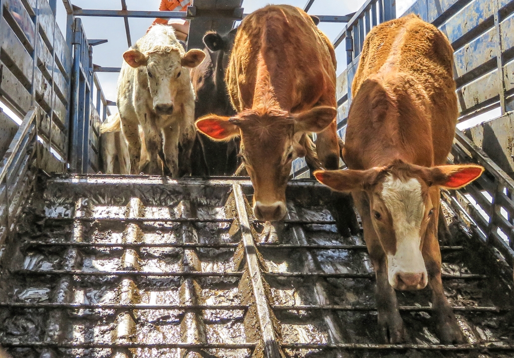 Cattle Transport