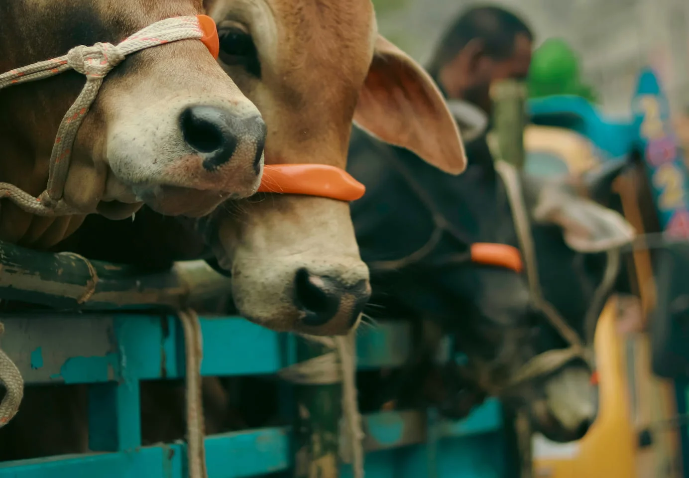 Livestock Transport